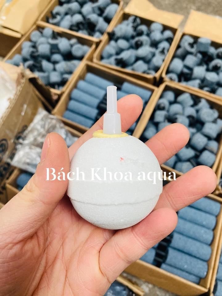 Quả sủi tròn trắng - xám